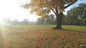 Lands of Colt Park By: Adrianna Rochester